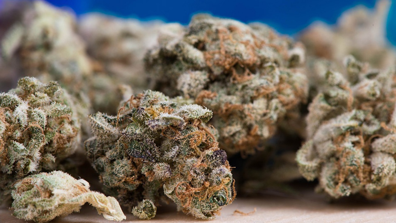 Cultivo de Cannabis medicinal: os avanços não eliminaram os riscos